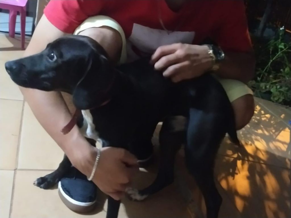 Filhote de cachorra é encontrada no Brasília 2