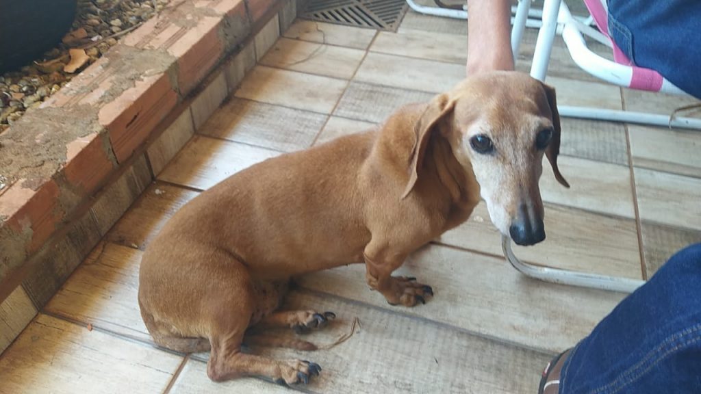 Cadelinha foi encontrada na região central