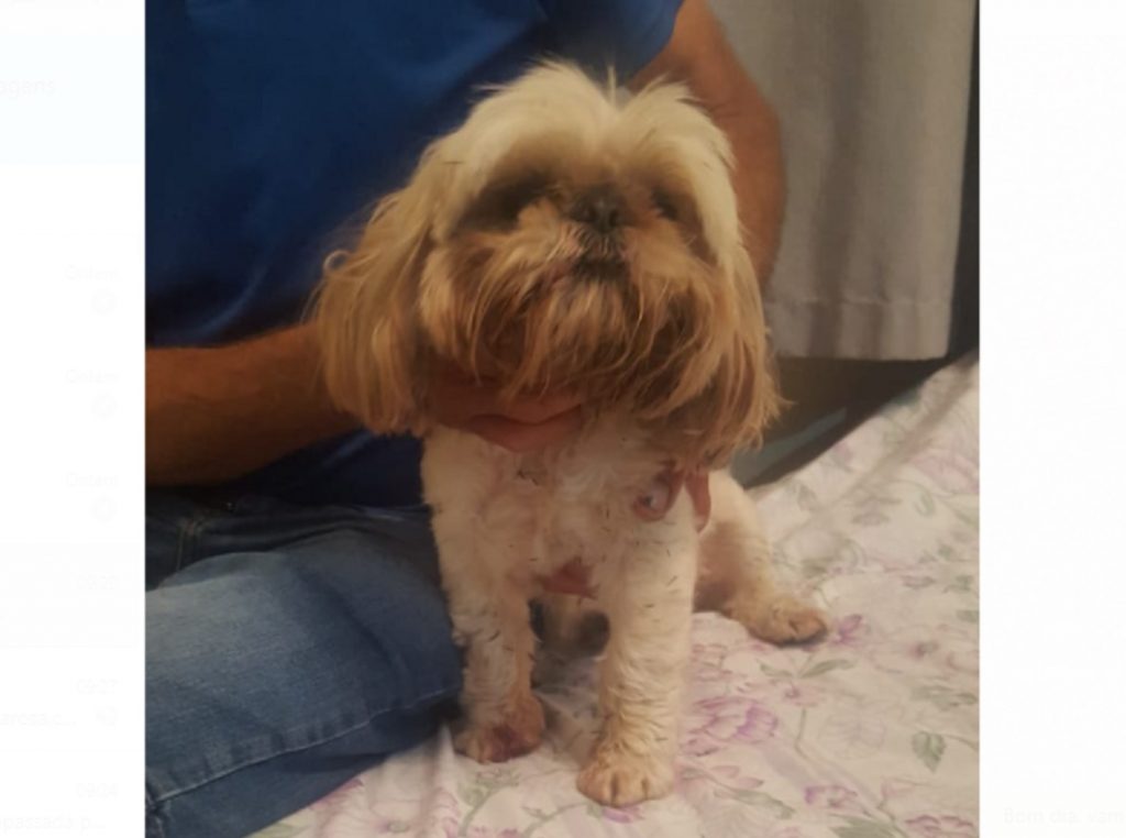 Cãozinho foi encontrado no Bairro Maria Luíza
