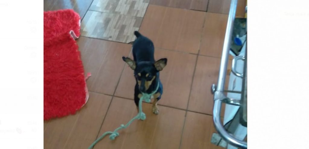 Cachorrinha foi encontrada no Bairro Santa Cruz