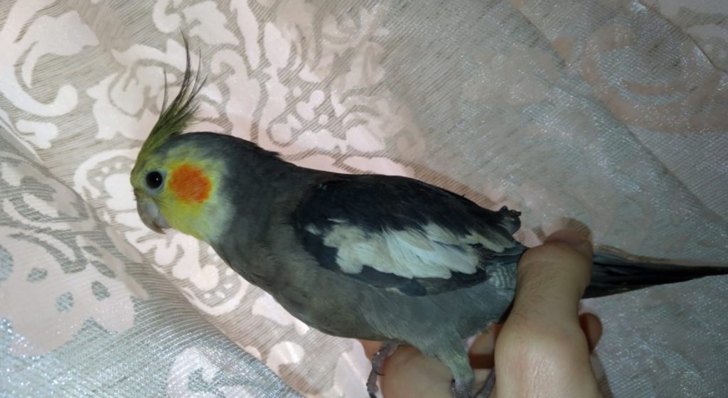 Calopsita desapareceu na região do Bairro Neva