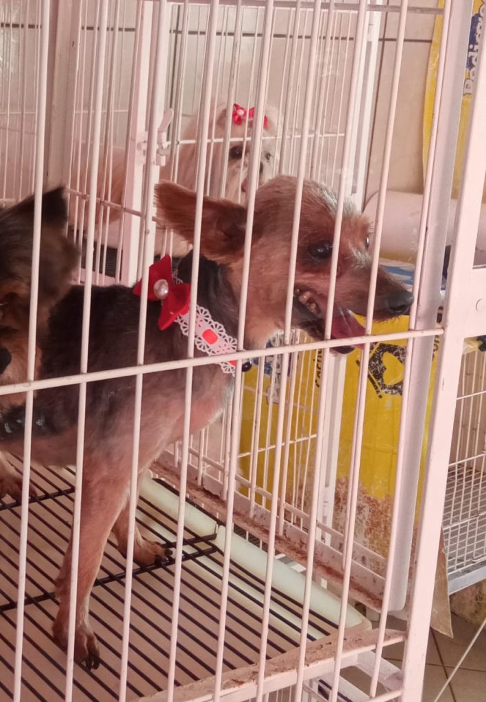 Cachorrinha de estimação está desaparecida na região do Riviera e Florais do Paraná