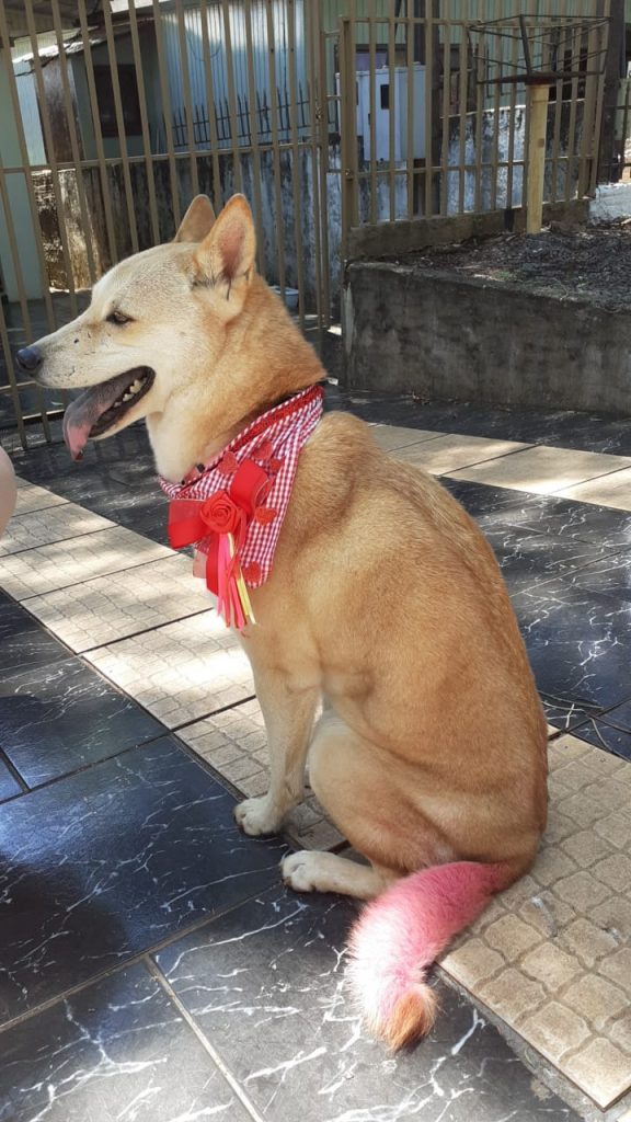 Cão de estimação é encontrado na Rua Sete de Setembro