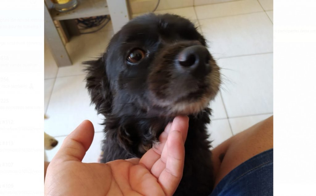 Cachorrinho foi encontrado no Bairro São Cristóvão