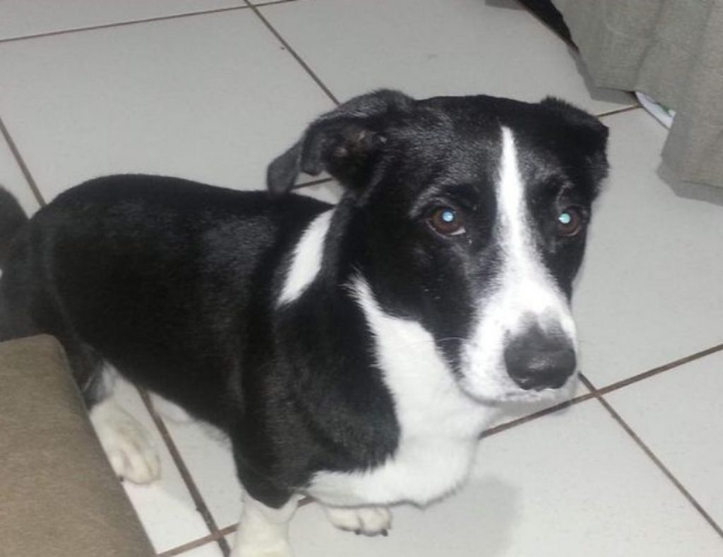 Cachorrinho ‘Nino’ sumiu na região do Jardim Veneza