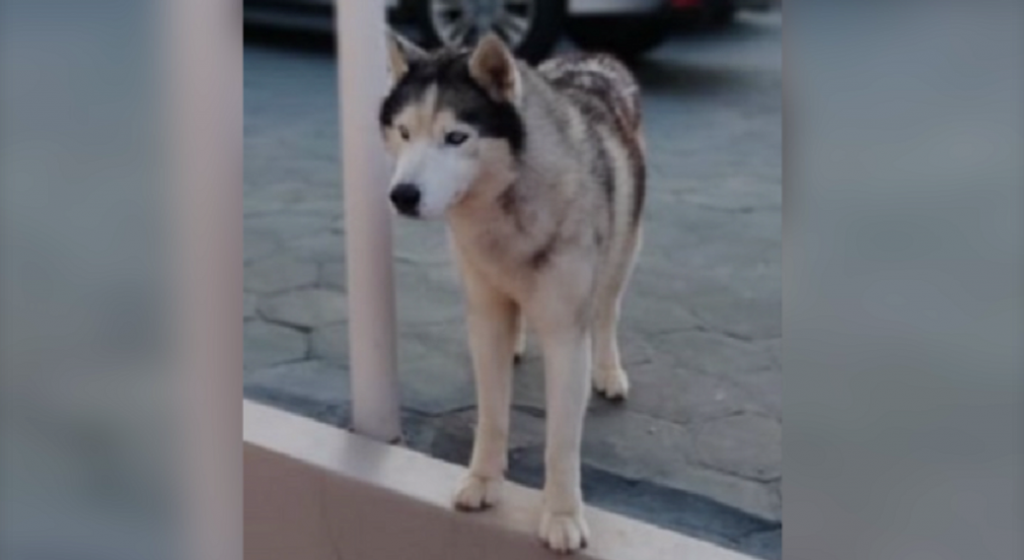 Cão ‘Zeus’ está desaparecido e família pede ajuda para encontrá-lo