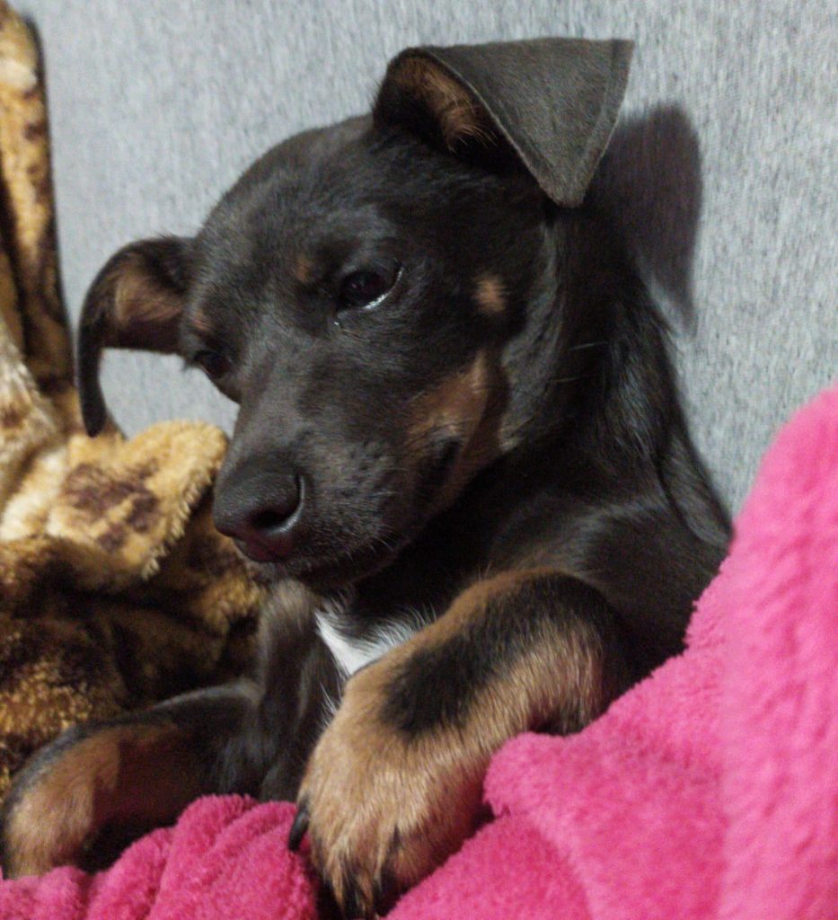 Cachorrinha ‘Bibi’ está desaparecida na região do Bairro Guarujá