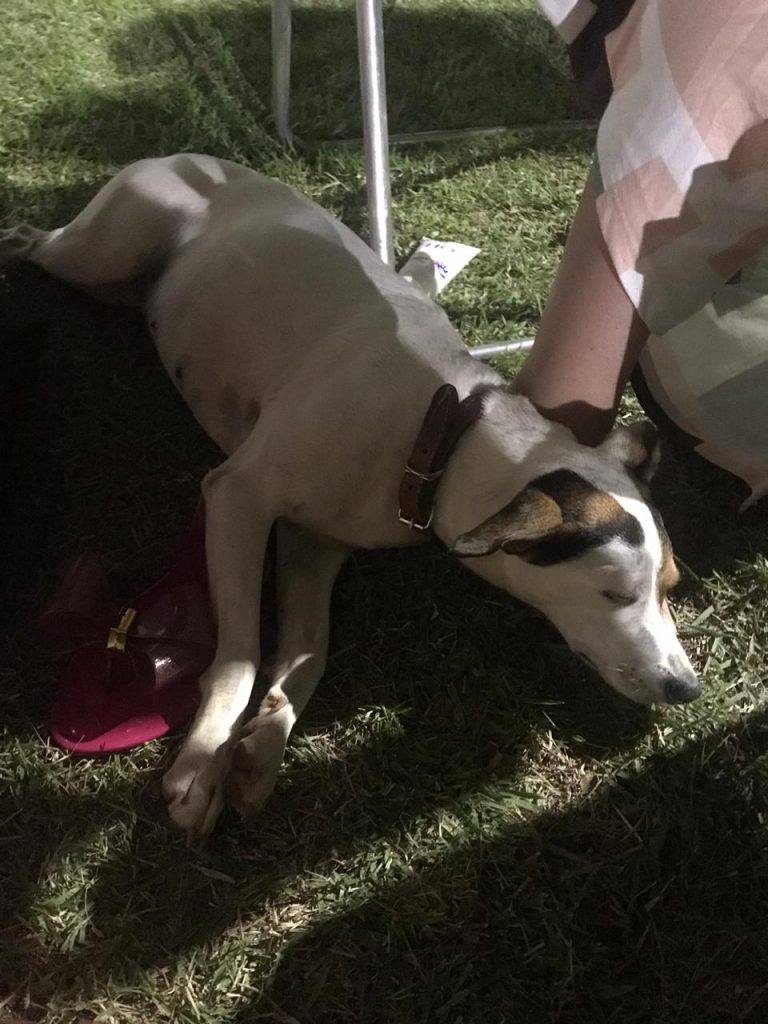 Moradora do Coqueiral encontrou cachorrinha e quer devolvê-la ao dono