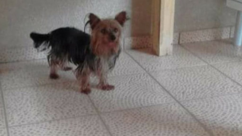 Internauta procura cachorrinho que sumiu no Maria Luiza Internauta procura cachorrinho que sumiu no Maria Luiza