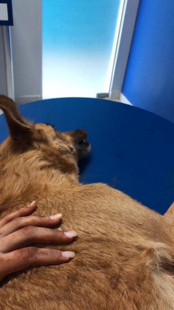 Cachorro resgatado por ONG precisa de um lar