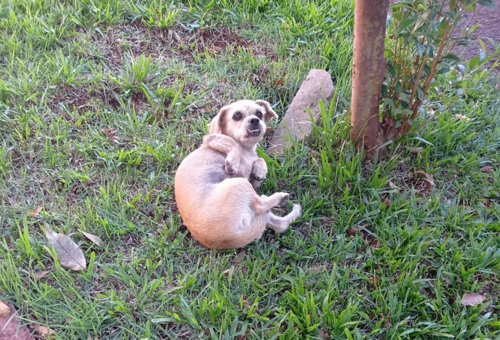 Cachorrinha bem cuidada é encontrada na Rua Flamboyant
