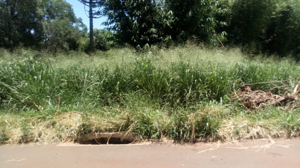 Mato alto gera reclamação e medo em moradores no Alvorada