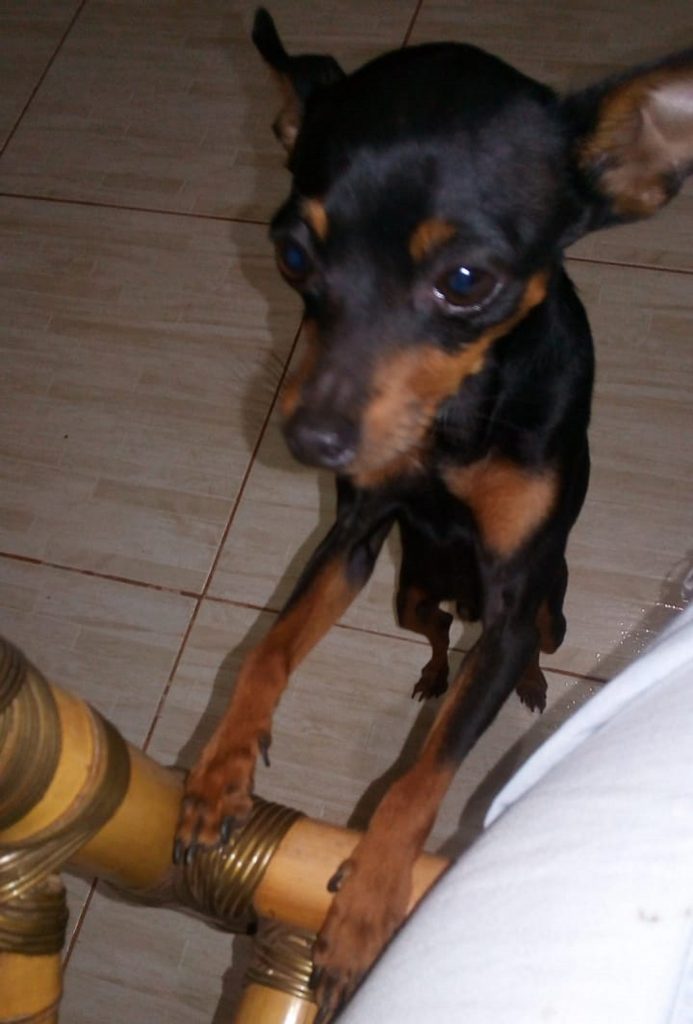 Cachorrinho Pincher é encontrado no Parque São Paulo