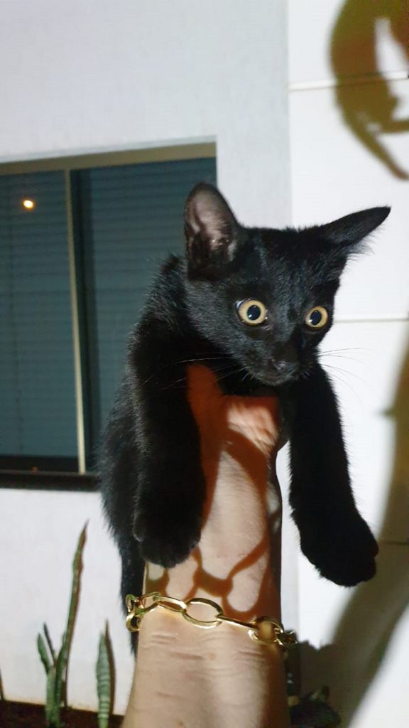 Gatinho é encontrado perto do Shopping JL