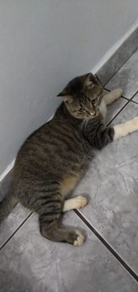 Gato está desaparecido no Novo Milênio