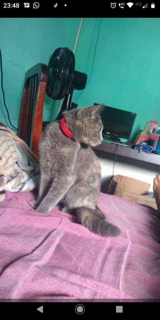 Gata está desaparecida no Jardim Colonial