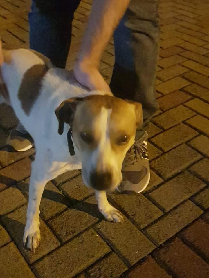 Cachorro é encontrado no Country e está à espera do dono