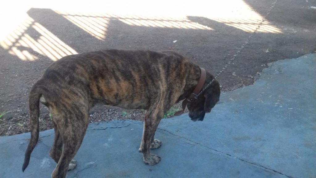 Internauta procura pelo dono de cão que foi encontrado no Jardim Novo Milênio