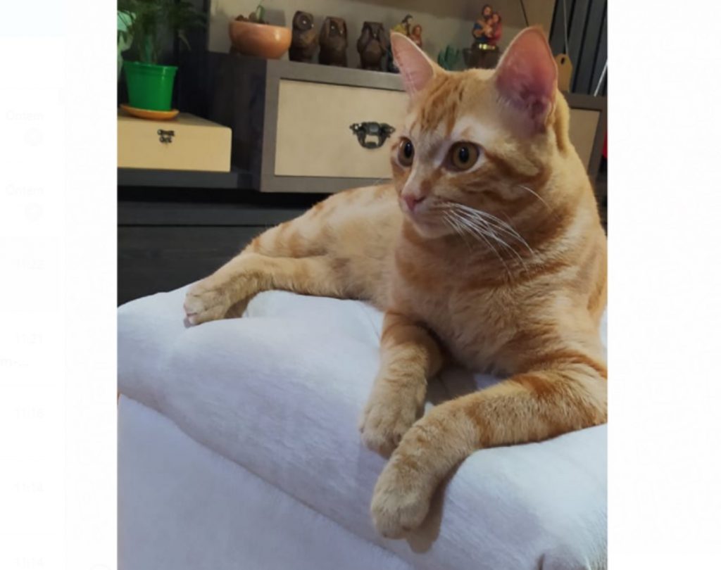 Gatinho ‘Simba’ desapareceu no Bairro Alto Alegre