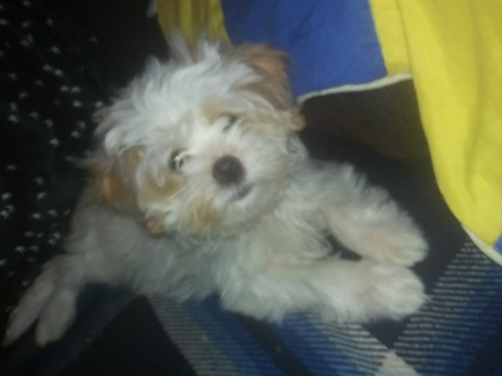 Cachorrinha ‘Belinha’ sumiu na região do Bairro Floresta