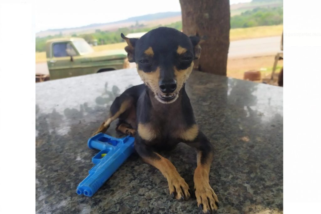 Pinscher desapareceu no Bairro Parque São Paulo