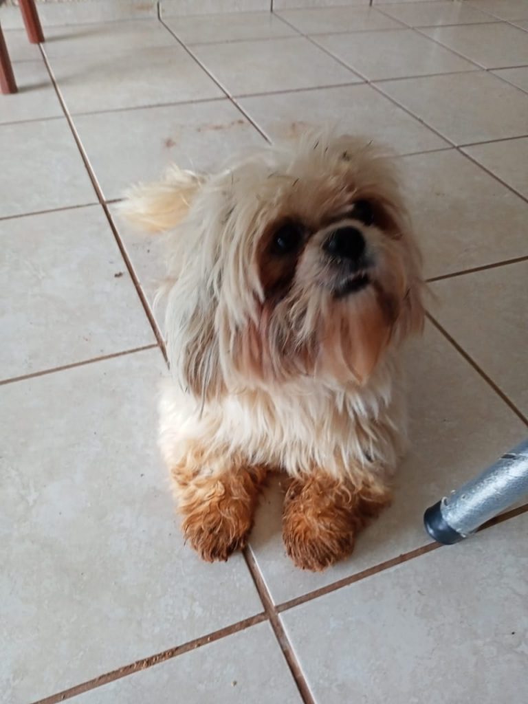 Cachorrinho de estimação é encontrado em área de mata no Conjunto Riviera