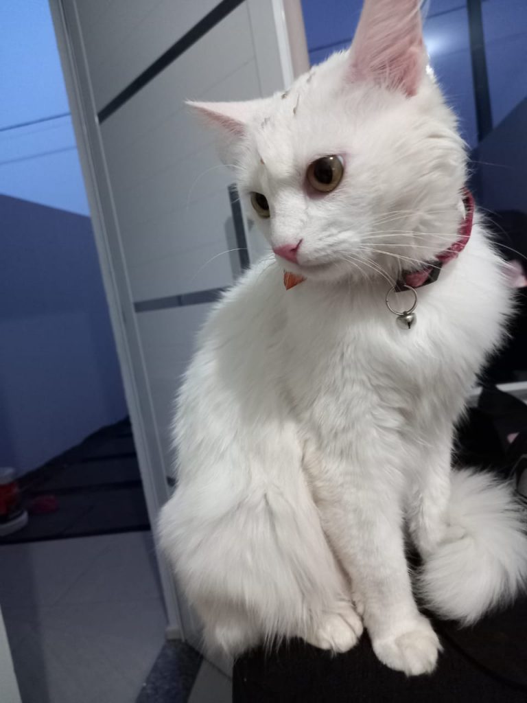 Gata ‘Melissa’ está desaparecida na região do Bairro Florais do Paraná