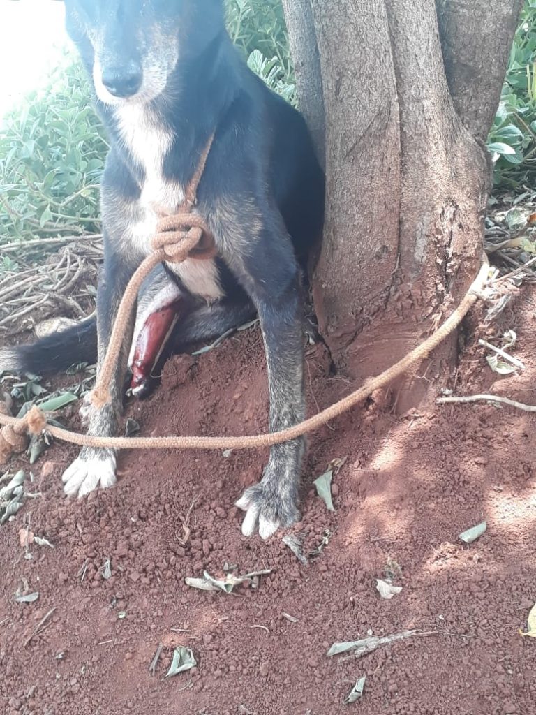 Internautas pedem ajuda para custear tratamento de cão resgatado após ser atropelado; animal terá amputação de pata