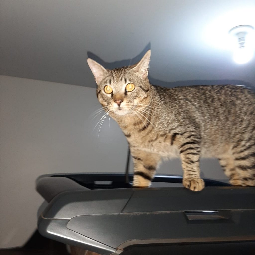 Moradora do Tropical encontra gato e deseja fazer a devolução aos tutores