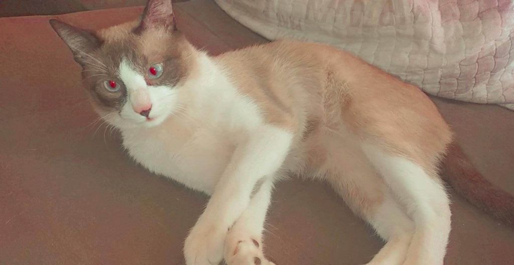 Gato ‘Nicklaus’ está desaparecido na região do Jardim Gramado