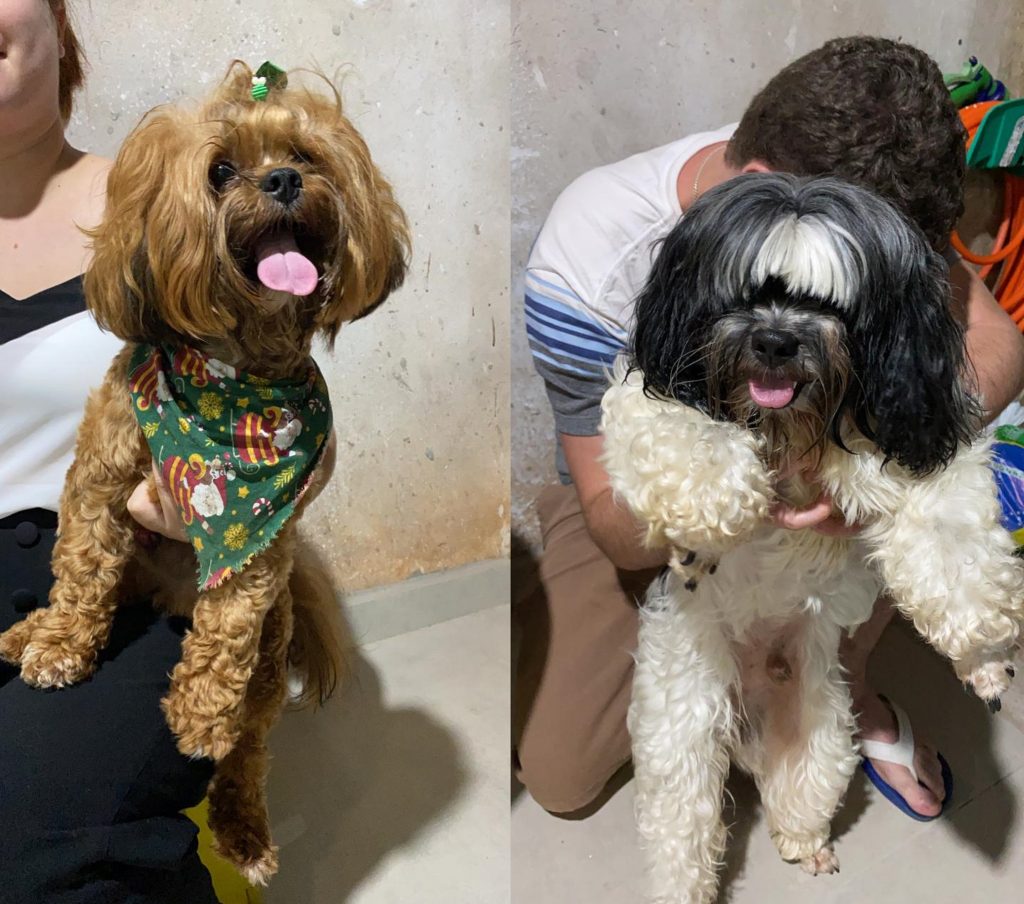 Dois cães são encontrados na região do Angra dos Reis; morador quer devolvê-los aos donos