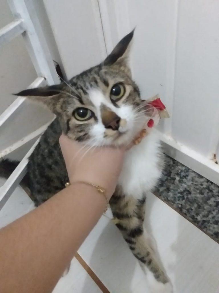 Gata de estimação é encontrada no Bairro Floresta; internauta deseja devolvê-la ao tutor