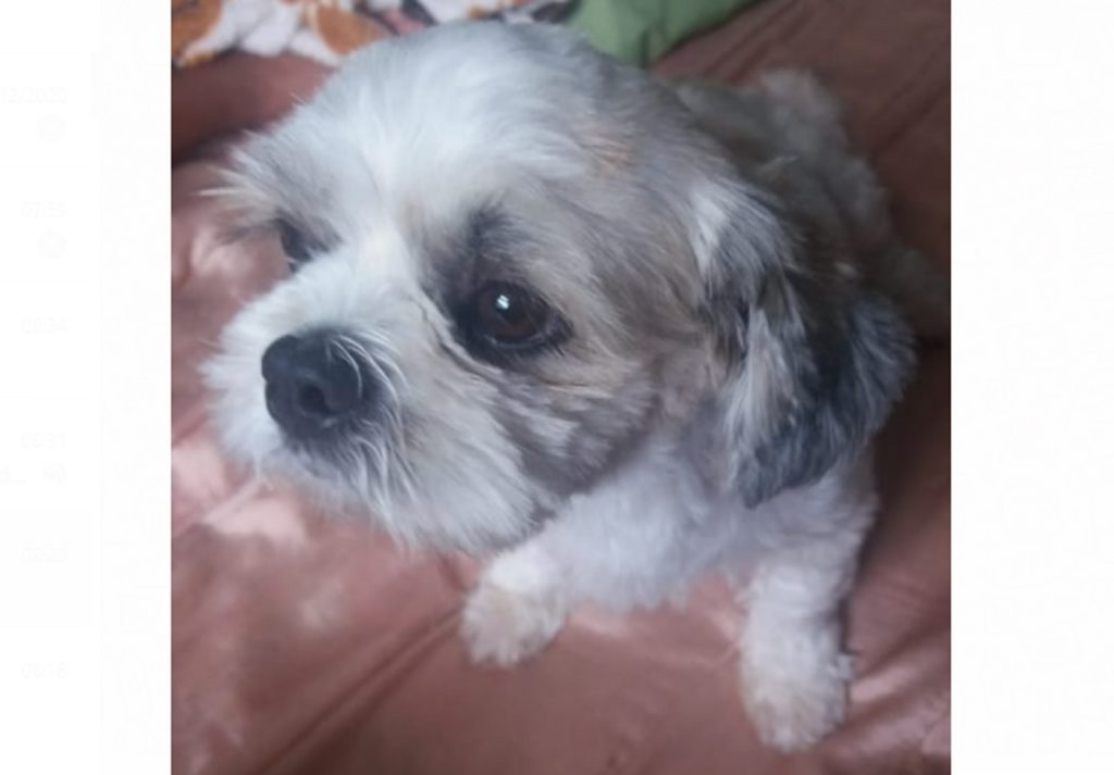 Cachorrinha ‘Lili’ sumiu na região do Jardim Bela Vista