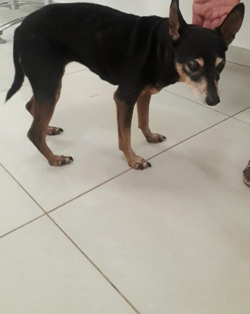 Cachorrinha é localizada no Centro e internauta procura pelo dono Cachorrinha é localizada no Centro e internauta procura pelo dono