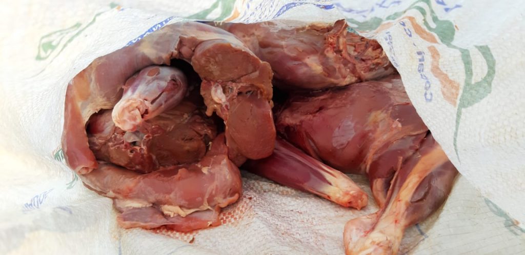 Homem que caçava no Parque Nacional do Iguaçu é preso com 20 kg de carne de animal silvestre