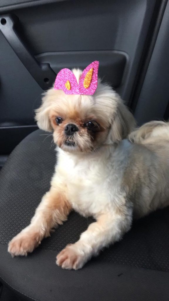 Cachorrinha está perdida em Boa Vista, nas Marinas