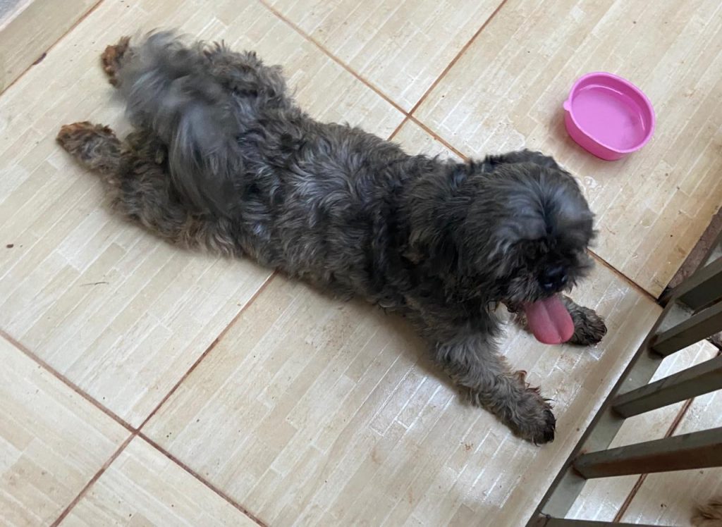 Cachorro é encontrado no Bairro Pioneiros Catarinenses
