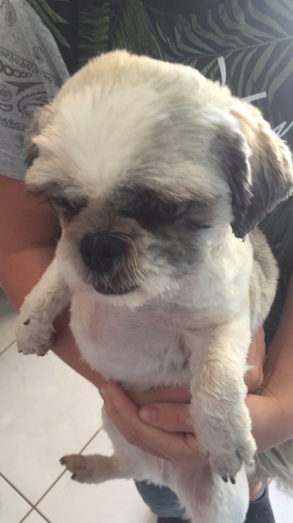 Internauta procura por cachorrinho que sumiu na região do Bairro Alto Alegre