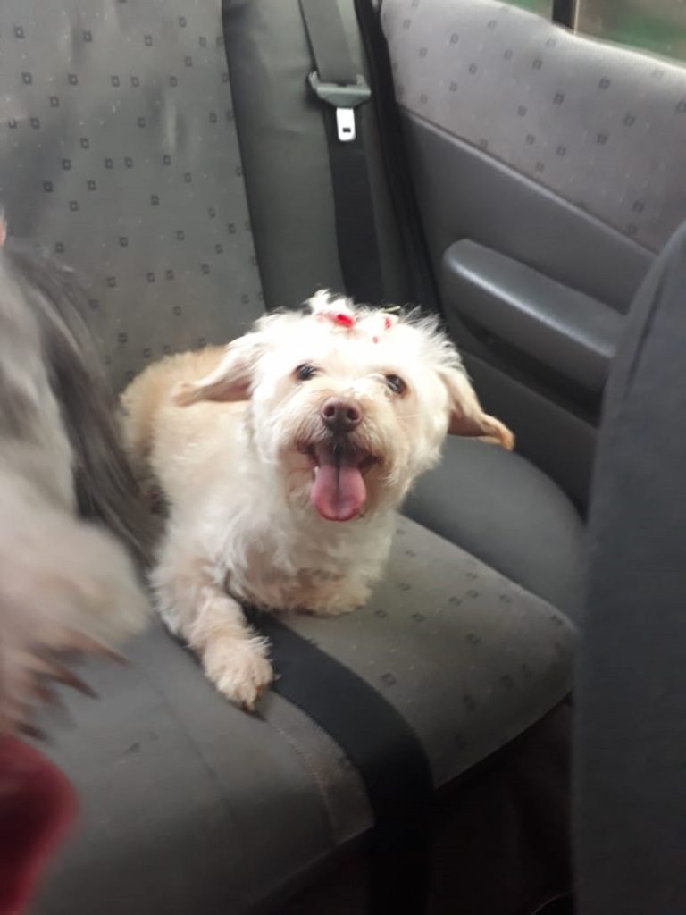 Internauta procura por Belinha que sumiu no Alto Alegre