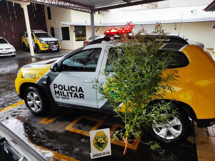 PM apreende pé de maconha com quase dois metros de altura em Jandaia do Sul