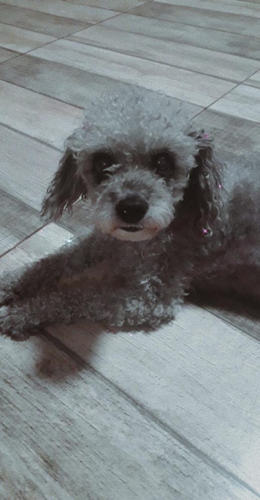Mulher procura por cachorrinha que sumiu na região norte de Cascavel