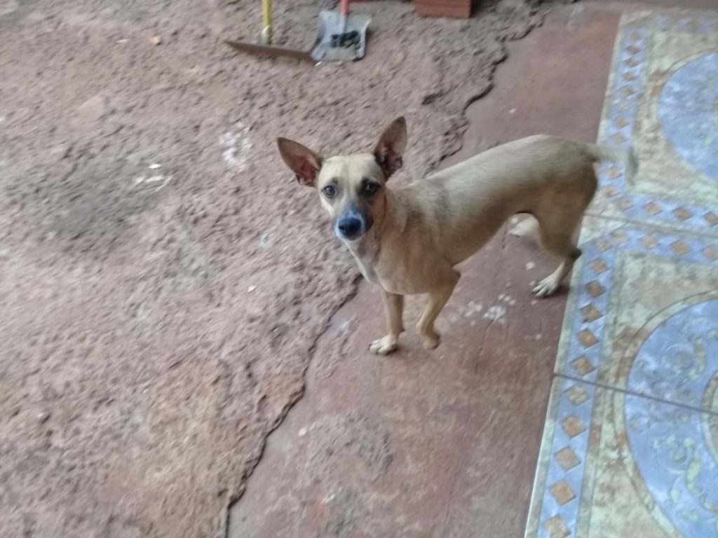 Cachorrinha Pitoca está sumida em Santa Tereza