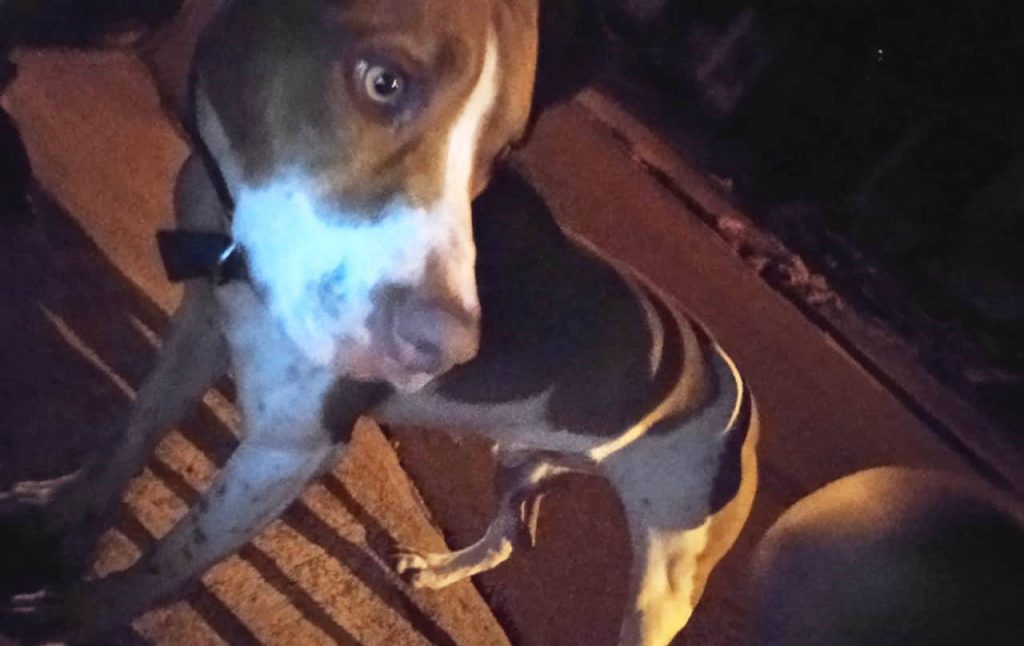 Cachorro Pitbull está sumido no Bairro Santo Onofre