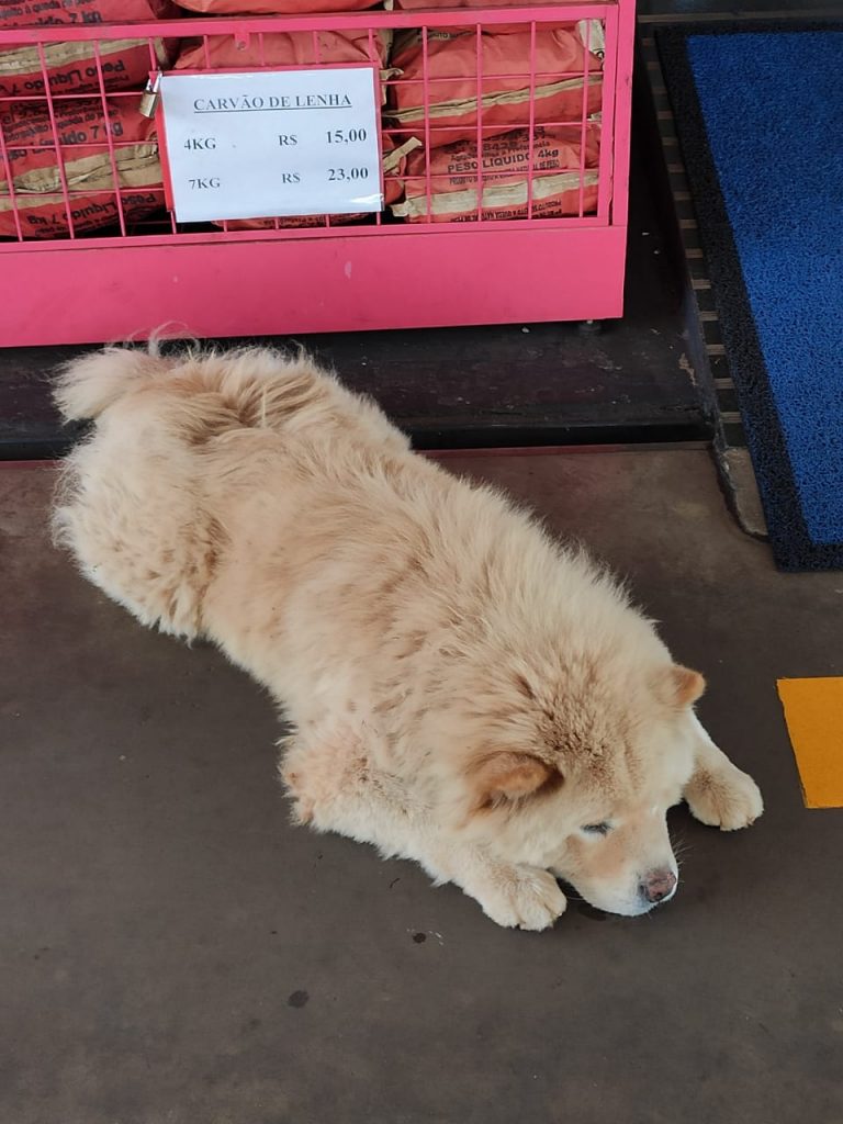 Cachorro é encontrado no Parque São Paulo