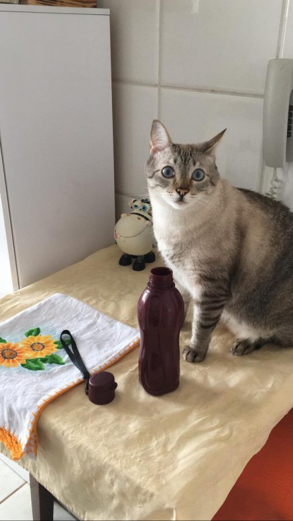 Gato D2 sumiu no Universitário; dono oferece recompensa