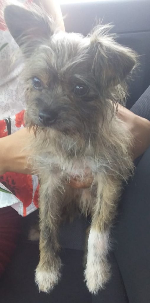 Cachorro é encontrado no Guarujá