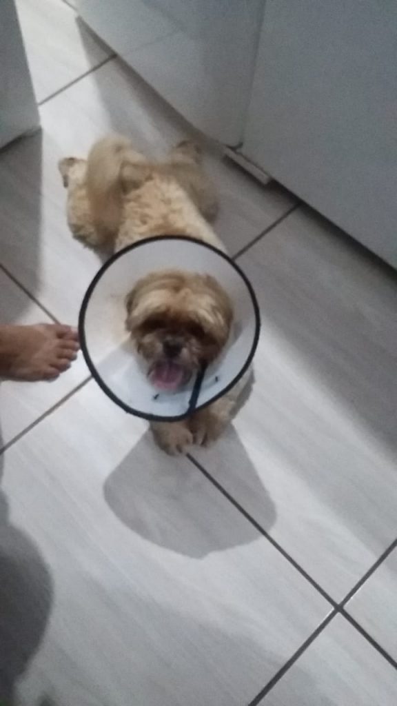Cachorro com ‘cone de proteção’ é encontrado na Avenida Brasil