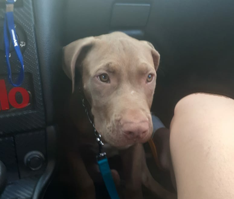 Pitbull filhote está sumido no Quebec; dona oferece recompensa