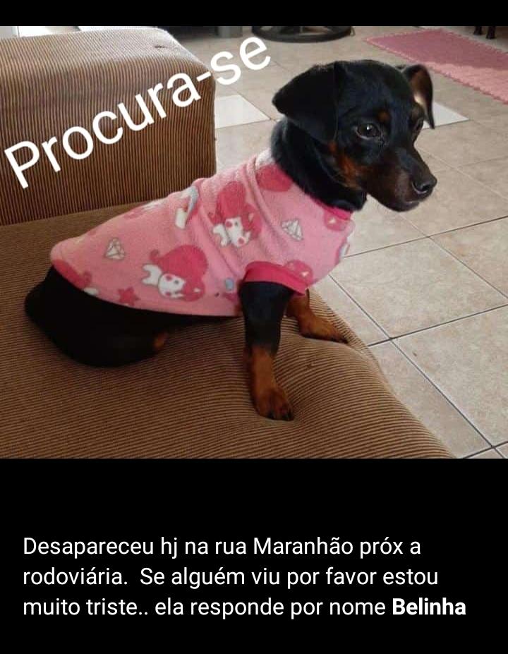 Pinscher ‘fujona’ desapareceu de novo no Alto Alegre