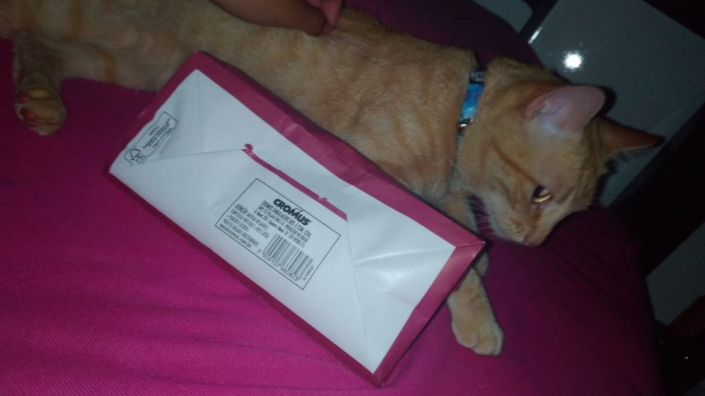 Gato sumiu no Santo Onofre